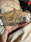 Nice Piece Petrified Wood  Agatized Polished Full Round — photo 1