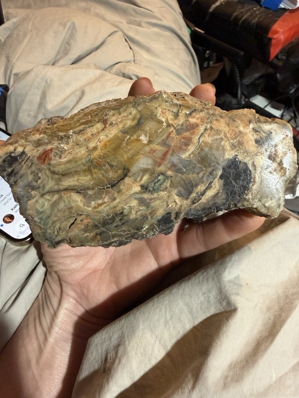 Nice Piece Petrified Wood  Agatized Polished Full Round