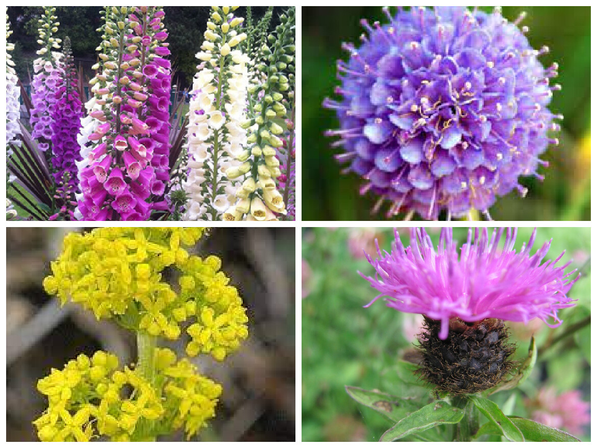 18 Wild Flower Plug Plants 8 Different Wild Flowers OXEYE DAISY DEVILS