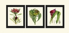 Tropical Flowers Plants Botanical Wall Art Decor Set of 3 Prints Unframed