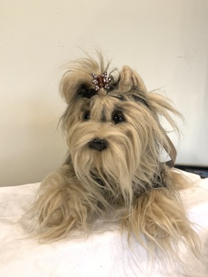 45+ Fuzzy Nation Dachshund Bag Pictures