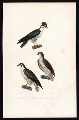 Antiker Vogeldruck - Merlin - Turmfalke - Eurasisches Hobby - Buffon - Fournier - 1837