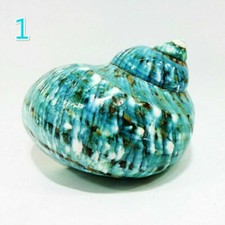 10cm Naturel Vert Coque Conque Artisanats Mer Snail Poisson Réservoir Décor