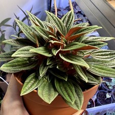 Peperomia Caperata Rosso | in 12cm pot | 16cm Height| Home Decor | Houseplant 