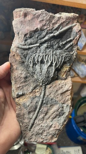 Crinoid Fossil Sea Lily, 450 MM Years Old, Ordovician Period, Scyphocrinites