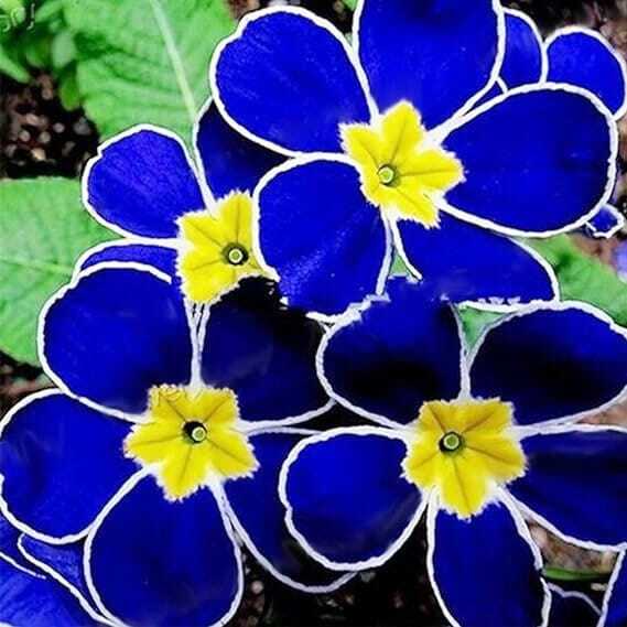 20 Evening Primrose flower seeds for spring summer Blue Yellow White colorful f