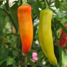 Hungarian Wax Hot Pepper Seeds, Hot Banana Pepper, NON-GMO, Variety Sizes