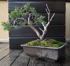 Bonsai di ginepro