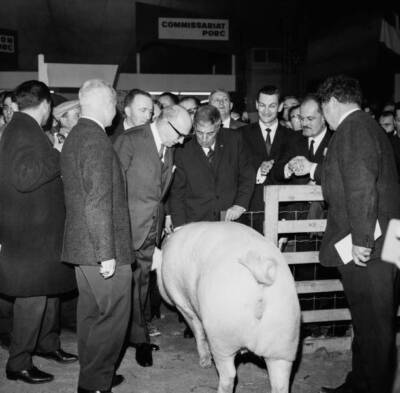 Agriculture Minister Edgar Faure admiring a pig presented sho- 1966 Old Photo