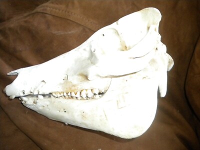 Domestic Pig Skulls Hog Taxidermy
