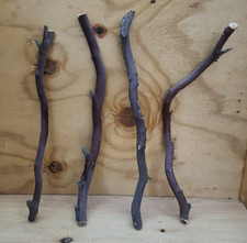 4 Red/grey Manzanita branch 209 Rough Cuts 18"