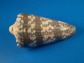 Conus zonatus Beautiful Pattern 62.0mm Thailand Shell G13