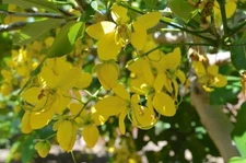 20 Golden Rain Tree seeds 