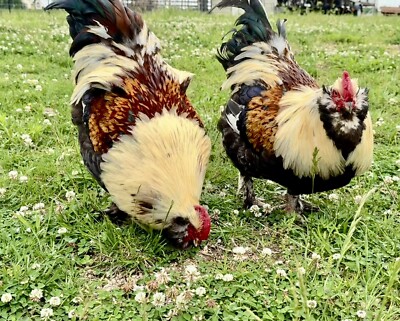 6+ Colorful Chicken Eggs Ameraucana, Easter and Olive Egger, Faverolles, Marans