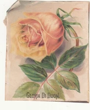 Gloria Di Dwon Yellow Peach Rose Leaves No Advertsing Card c1880s