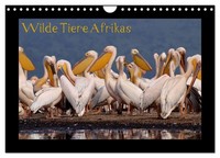 "Calendar 2027 · US Version · Wild Animals Of Africa (Wall Calendar 2027 12\" × 8\""