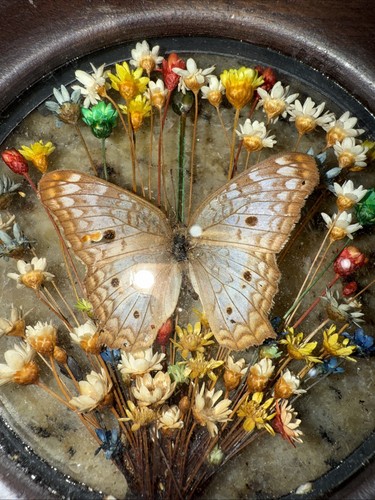 Vintage Real Butterflies & Dried Flowers Incased in Domed Glass Round Wood Frame - Bild 2 von 2