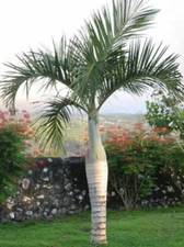 Hyophorbe verschaffeltii | Spindle Palm | 10_Seeds