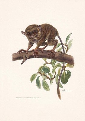 1960 SPEKTRAL TARSIER Druck - Vintage Tier Wandkunst - 7,5 x 10,6 cm