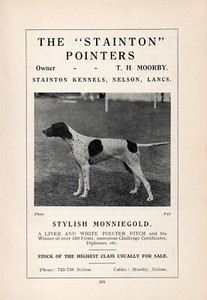 pointer kennels