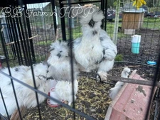 6 Show Quality Silkie Bearded & Crested Fertile Hatching Eggs, Shipped in Foam