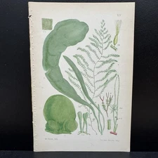 Walter Fitch 19th Vincent Brooks Hand Colored Lithographs Sea Botanical Print
