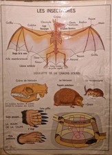 Ancienne Affiche Scolaire Rossignol Anatomie Insectivores Et Lapin Animalier