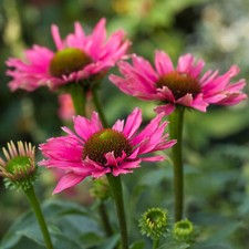 Echinacea SunSeekers Purple - Coneflower | Outdoor Perennial Plants Garden
