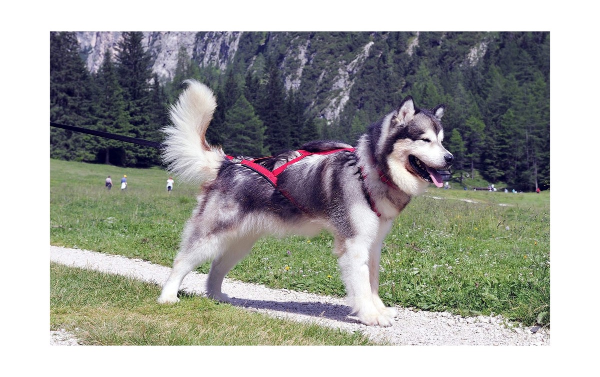 Neewa Sled Pro Harness (Small, Orange), Dog Pulling Harness, Husky Harness, 