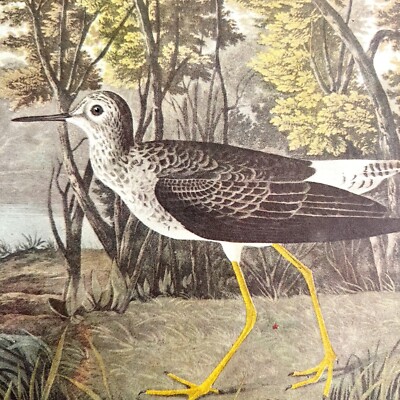 Lesser Yellow Legs Bird 1946 Color Art Print John James Audubon Nature DWV2K