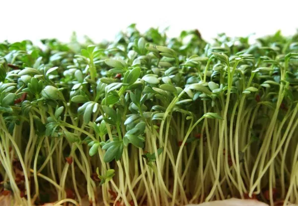 Garden Cress Herb