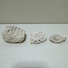Natural coral fossil stones lot of 3 white small beach decor