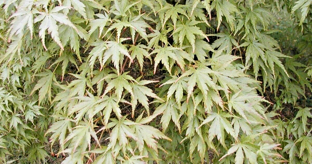Semi di acero giapponese (Acer palmatum) (20 Semi di acero giapponese (Acer palmatum) (20