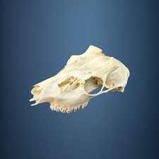 581KU Crane de cerf, bois de cerf, massacre, trophée, Diametre 31mm 