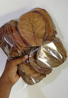 30Pcs Almond Leaves Catappa Ketapang Leaf size 5'' Fish Aquarium Care