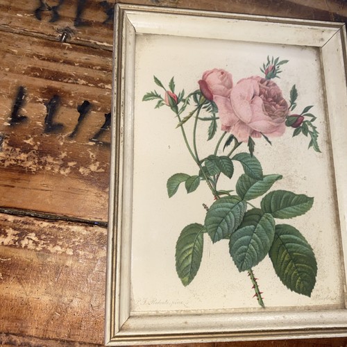 Vintage Framed Botanical Pink Rose Print P.J. Redoute 5x7” Gallery Wall - Picture 2 of 11