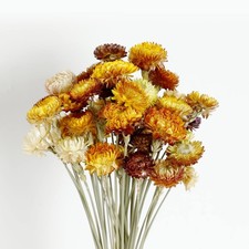 Dried Flower 40 PCS Daisy Bouquet Natural Chrysanthemum Multi-Color Vase