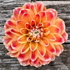 1 - HAPET HARMONY Decorative Dahlia Bulb Tuber Clump - PERENNIAL BLOOMER