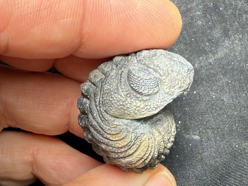 Nice Large rolled Phacops Barrandeops Trilobite fossil Devonian of Morocco 