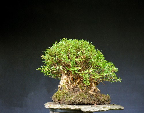 Bonsai outdoor winterhart Heckenkirsche, Lonicera nitida H40 B55 D20 cm - Bild 3 von 8