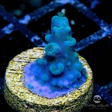 Oregon Tort Acropora - Live Coral Frag