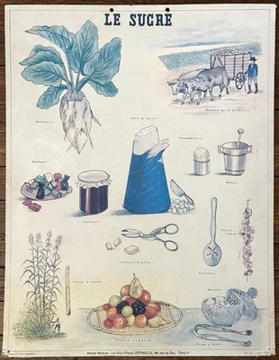 🍬 Ancienne affiche scolaire Deyrolle originale, 1950 - Le sucre, betterave - Photo 1/4