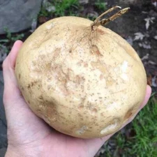 100 Jicama Seeds Vegetable  Mexican Yam Bean Root, Hột củ sắn, 2025 NON - GMO