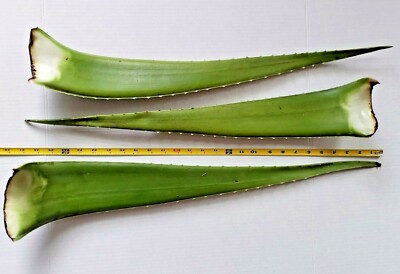 barbadensis miller aloe vera gel Aloe Vera Barbadensis 100% High Purity Gel