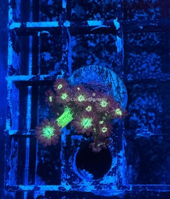 CE- WYSIWYG Green Glitter Rainbow Goni Frag - Live Coral Frag LPS SPS #RZB5