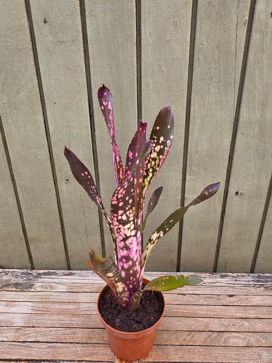 Billbergia for sale - eBay