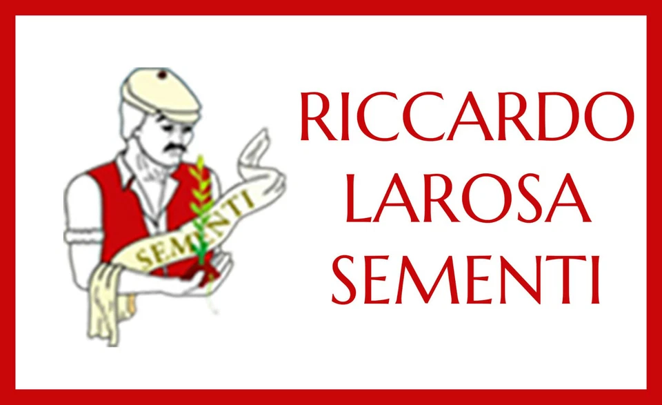 SEMI BIETOLA DA COSTE VERDE DA TAGLIO "RICCARDO LA ROSA" 500GR SEMENTI ORTO - Immagine 2 di 2