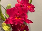 Lc. Newberry Firehouse `Mendenhall' Mericlone Cattleya Orchid Plant — photo 1