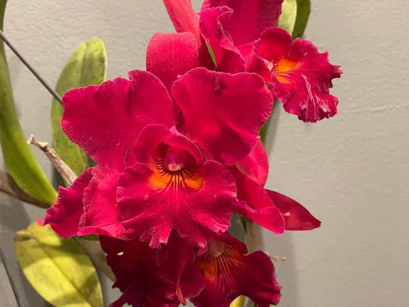 Lc. Newberry Firehouse `Mendenhall' Mericlone Cattleya Orchid Plant