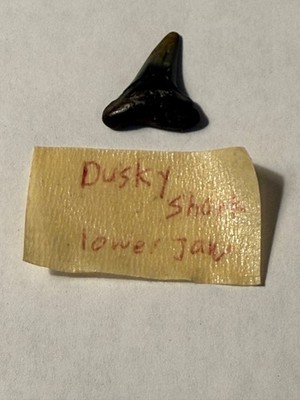 Dusky Shark Tooth Lower Jaw